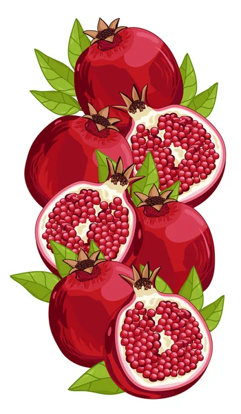 Pomegranate isolated, Vector, composition. — Stok Vektör