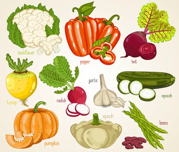 Vegetables vector mix. Organic food, farm food. — Stock Vector