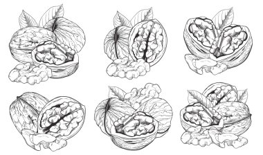 beyaz arkaplanda izole edilmiş ceviz