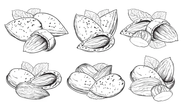 Almendras aisladas sobre fondo blanco — Vector de stock