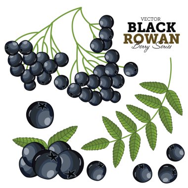 Beyaz arka planda siyah Rowan.