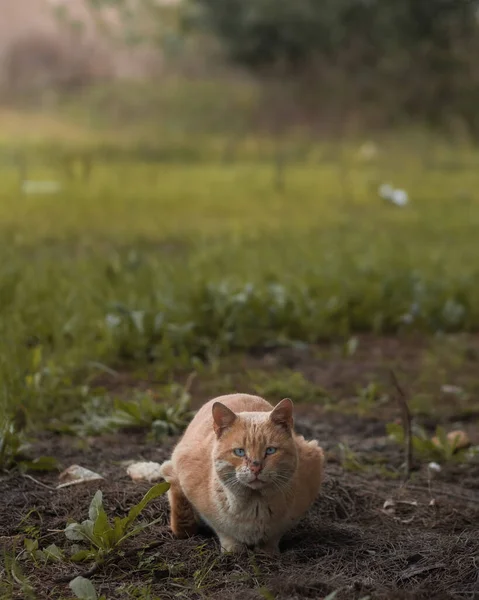 Belle Chat Seul Dans Forêt — Photo