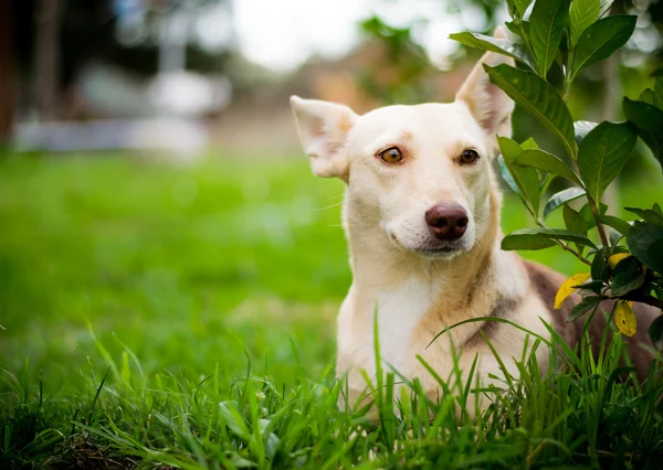 Funny dog looking with frightened face