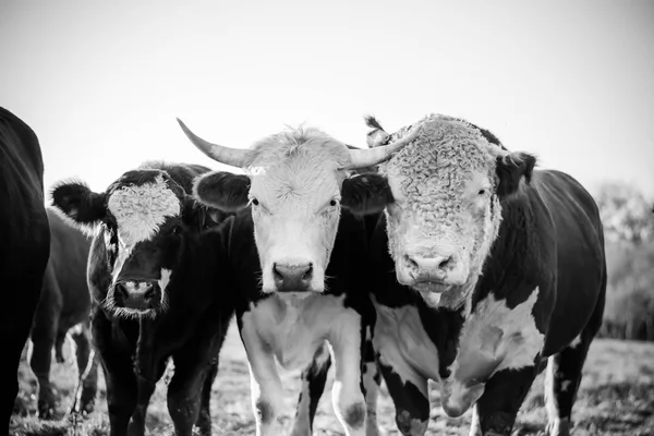 Zvláštní kráva chtějí fotoaparát v černém bílou — Stock fotografie