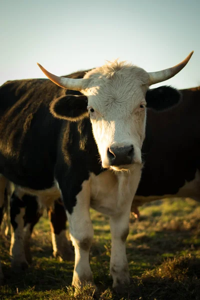 Curieux vache regardant vers la caméra — Photo