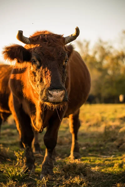 Curieux vache brune — Photo