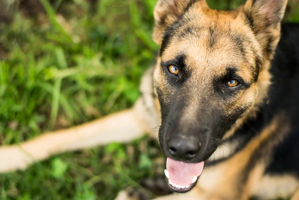 Sheperd köpek çim — Stok fotoğraf