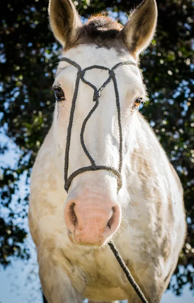 半ホワイト色のフィールドで雌馬. — ストック写真