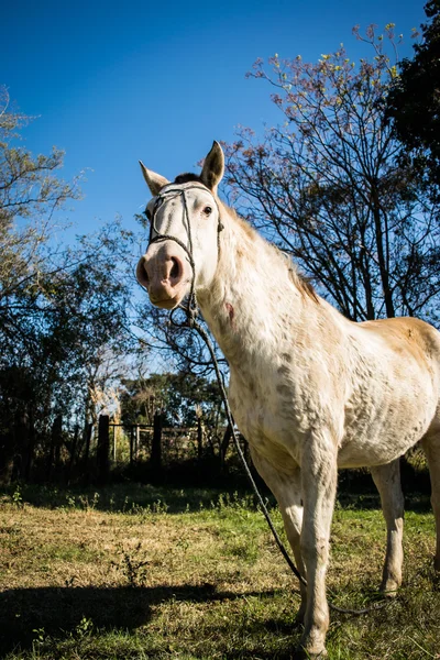 Cheval de jument de couleur semi-blanche sur le terrain . — Photo