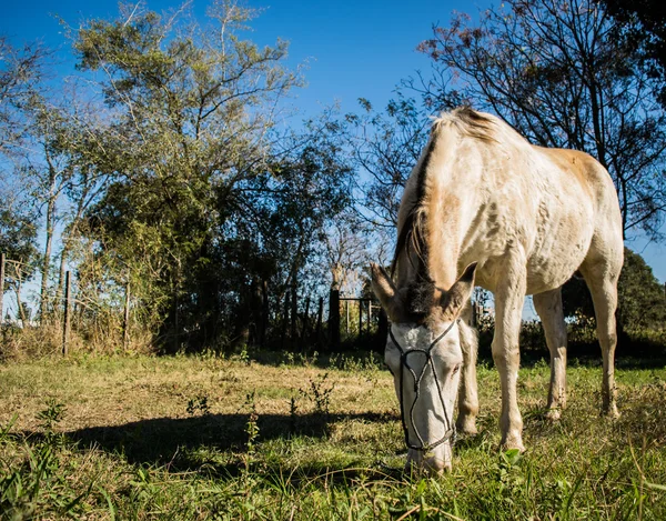 Semi white colored mare horse in the field. — Stock Photo, Image