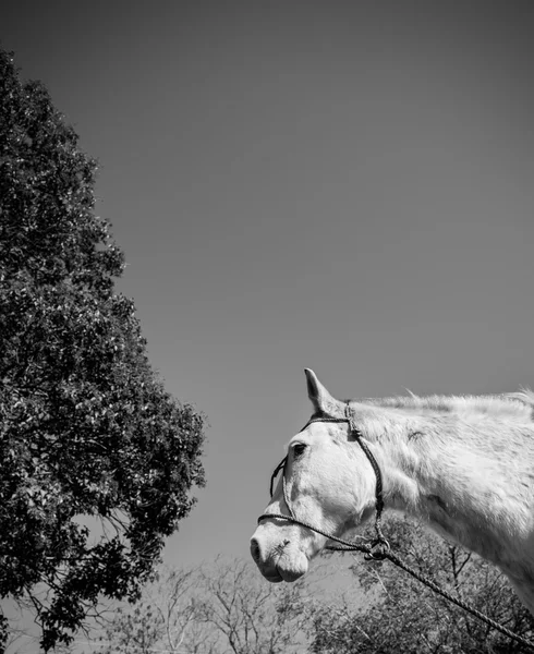 Черно-белый конь с деревом и небом — стоковое фото