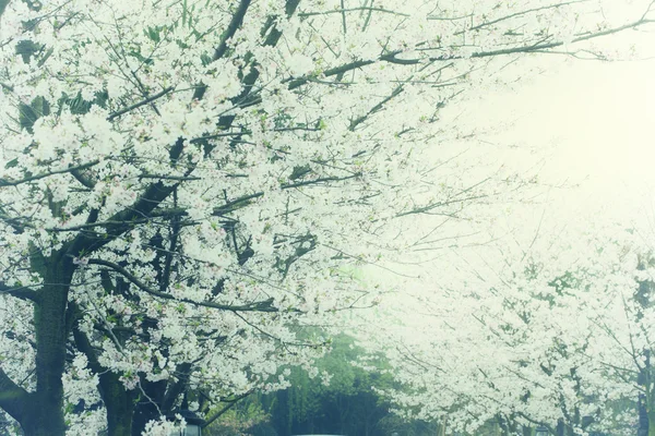 桜の花の春の遠足 — ストック写真