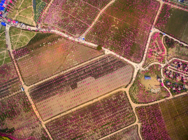 The peach blossom spring aerial — Stock Photo, Image