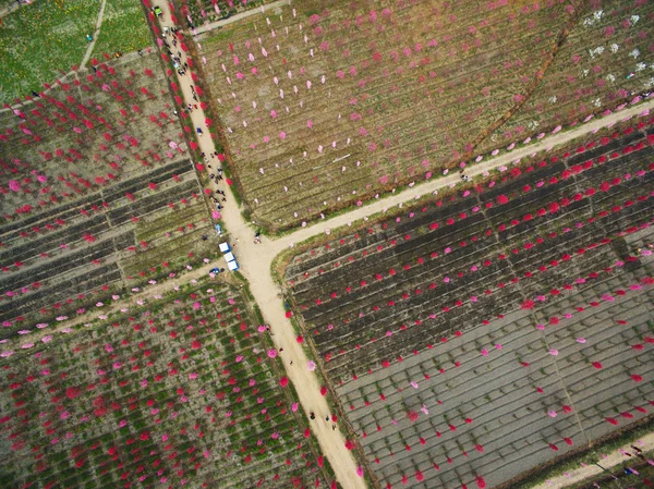 A flor de pêssego primavera aérea — Fotografia de Stock