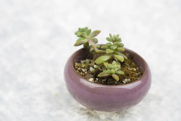 Succulent potted plant picture — Stock Photo, Image