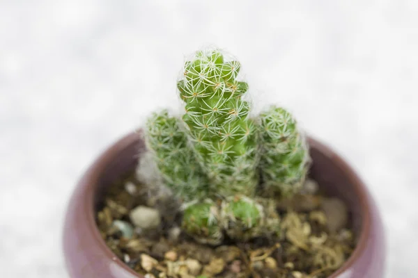 Gambar tumbuhan pot yang lezat — Stok Foto