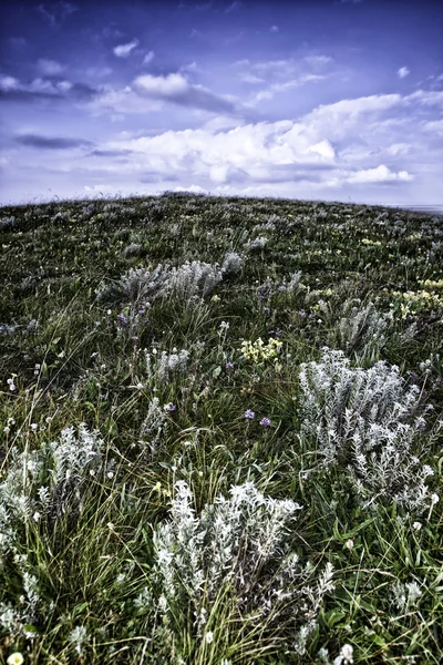 Plné květin, louky — Stock fotografie