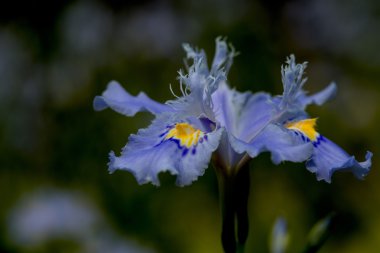 Taze çiçek çiçekler