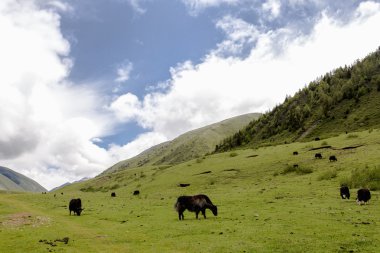 Yayla bölgenin Çin'in Tibet sığırı