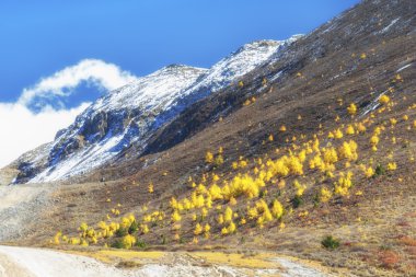 Çin Sichuan xindu Köprüsü, Inagi Aden, doğal sonbahar güzelliği