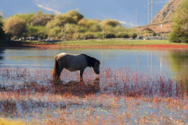 Çin Sichuan xindu Köprüsü, Inagi Aden, doğal sonbahar güzelliği
