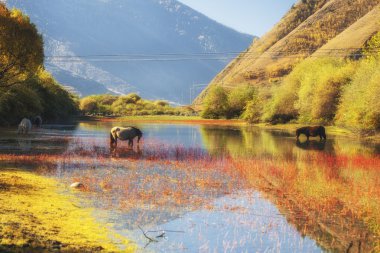 Çin Sichuan xindu Köprüsü, Inagi Aden, doğal sonbahar güzelliği