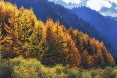 Çin Sichuan xindu Köprüsü, Inagi Aden, doğal sonbahar güzelliği