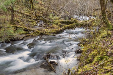 Çin'in bakir bir orman sahne