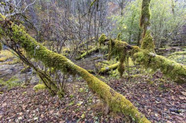Çin'in bakir bir orman sahne
