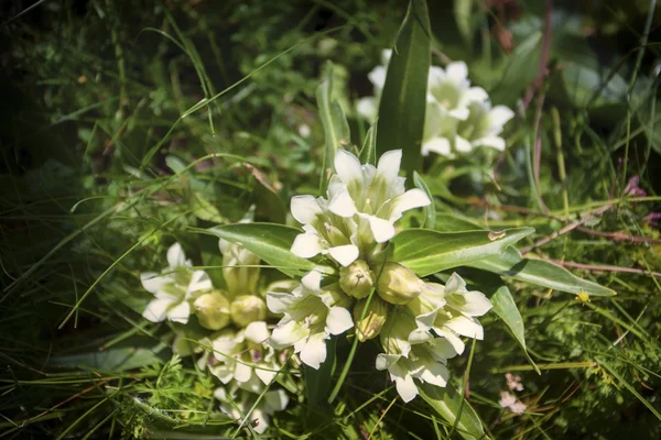 Fleurs et paysages des prairies — Photo