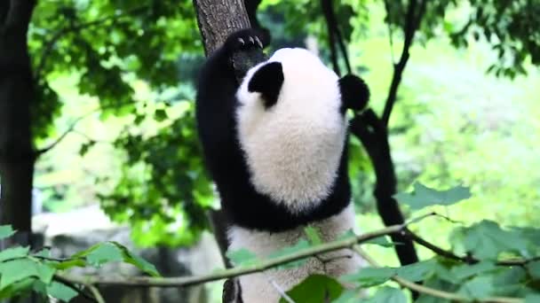 Сычуань Чэнду панда разведения исследовательской базы в Китае — стоковое видео