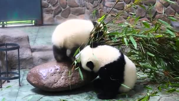 Sichuan Chengdu jättepanda avel forskningsbas i Kina — Stockvideo