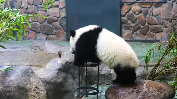 Sichuan Chengdu pandu chov výzkumné základny v Číně