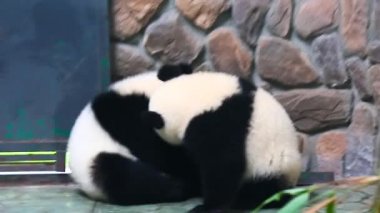Sichuan Chengdu dev panda araştırma Çin'temel ıslahı