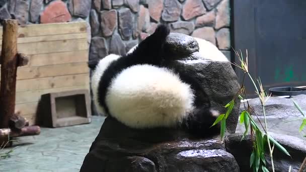 Sichuan chengdu Forschungsstützpunkt zur Aufzucht des Großen Pandas in China — Stockvideo