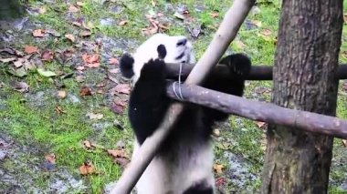Sichuan Chengdu dev panda araştırma Çin'temel ıslahı
