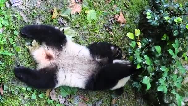 Sichuan Chengdu giant panda breeding research base in China — Stock Video