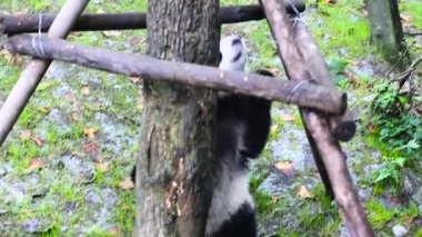 Sichuan Chengdu dev panda araştırma Çin'temel ıslahı