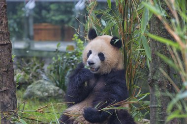 Sichuan Chengdu dev panda araştırma Çin'temel ıslahı