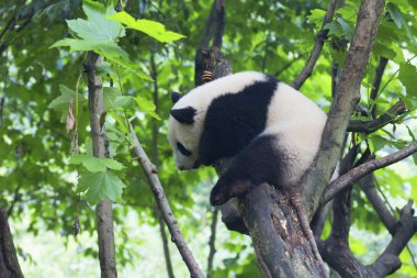 Sichuan Chengdu dev panda araştırma Çin'temel ıslahı