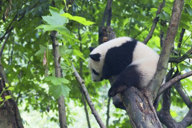 Sichuan Chengdu dev panda araştırma Çin'temel ıslahı