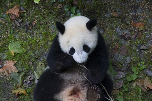 Sichuan Chengdu dev panda araştırma Çin'temel ıslahı — Stok fotoğraf