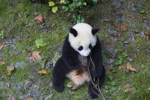 Sichuan Chengdu dev panda araştırma Çin'temel ıslahı — Stok fotoğraf