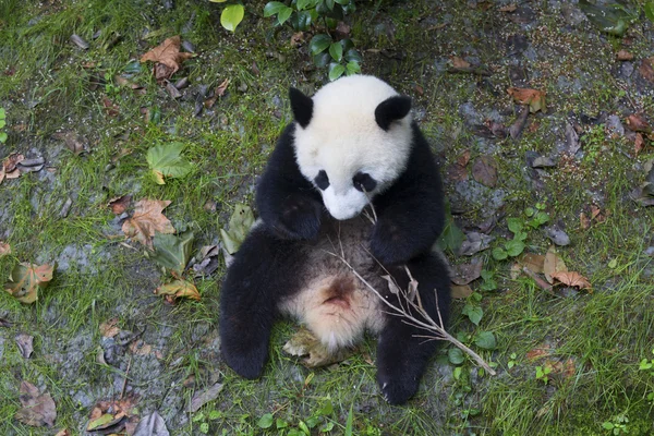 Sichuan Chengdu dev panda araştırma Çin'temel ıslahı — Stok fotoğraf