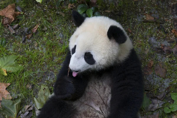 Sichuan Chengdu dev panda araştırma Çin'temel ıslahı — Stok fotoğraf