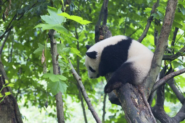 Sichuan Chengdu gigante panda base de pesquisa de reprodução na China — Fotografia de Stock