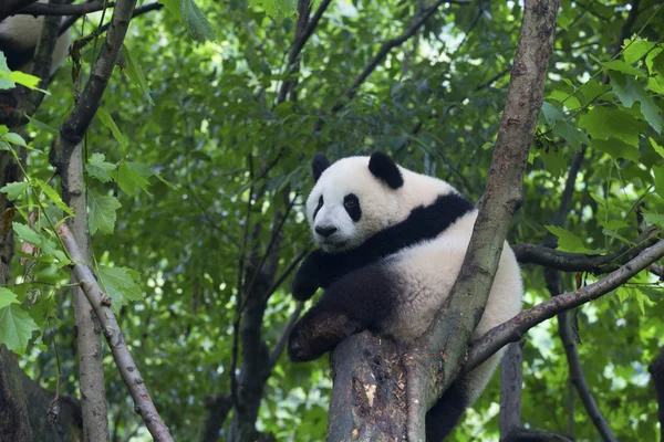 Sichuan Chengdu dev panda araştırma Çin'temel ıslahı — Stok fotoğraf
