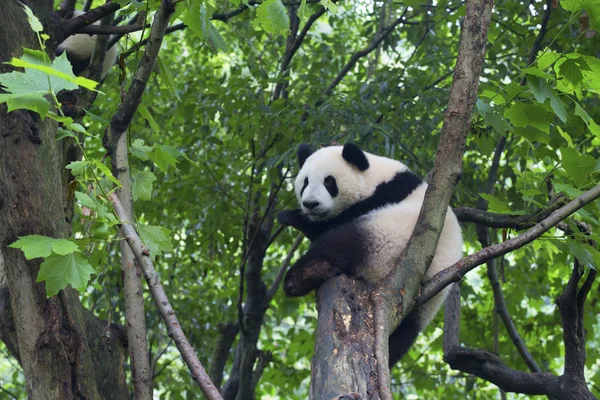 Sichuan Chengdu giant panda αναπαραγωγής ερευνητικής βάσης στην Κίνα — Φωτογραφία Αρχείου