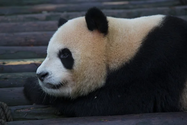 Sichuan Chengdu gigante panda base de pesquisa de reprodução na China — Fotografia de Stock