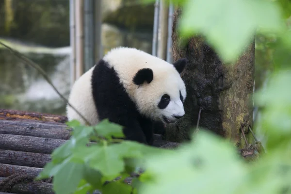 Sichuan Chengdu dev panda araştırma Çin'temel ıslahı — Stok fotoğraf